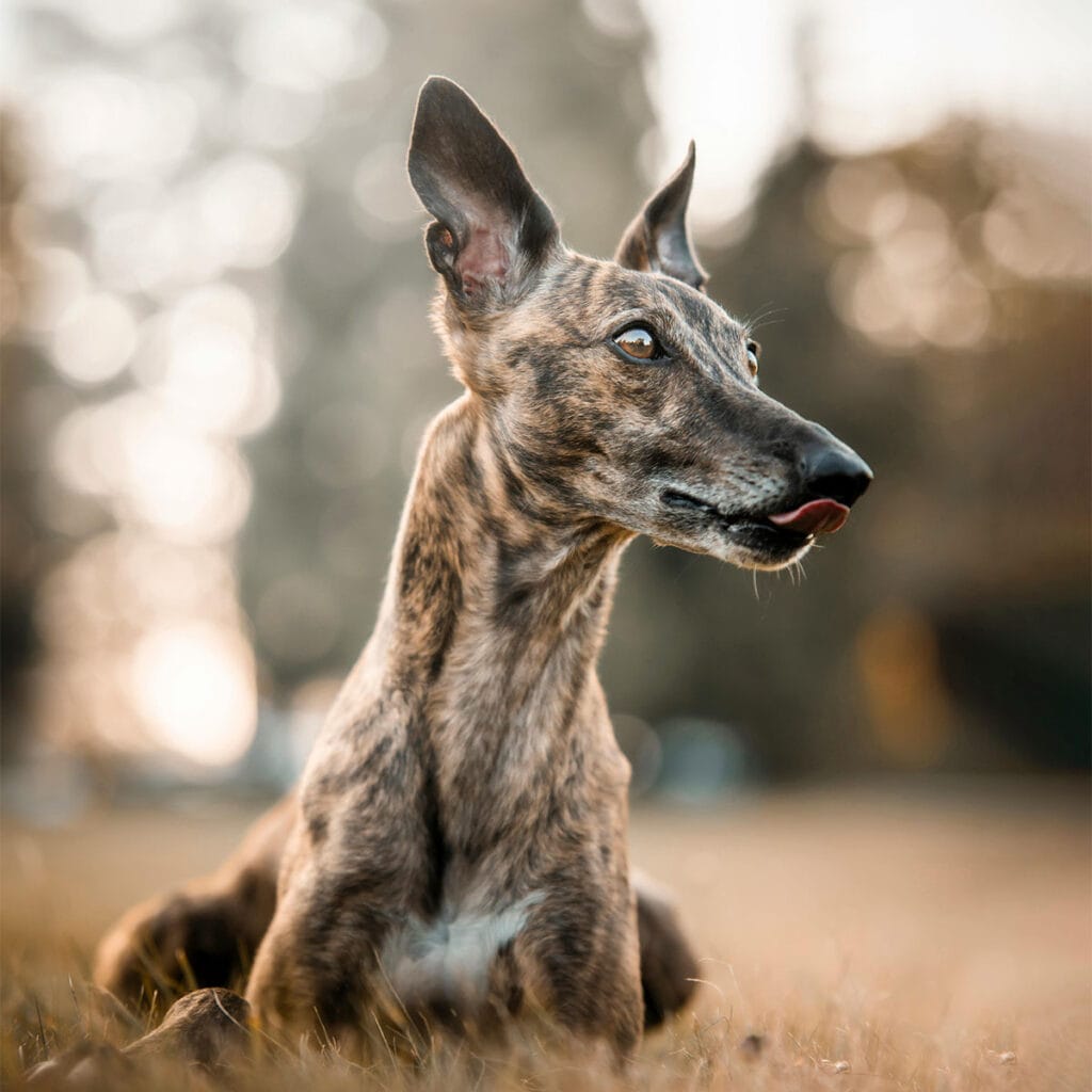 The Future of Greyhound Racing in the UK